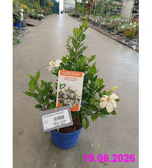 Gardenia jasmin. 'Pinwheel'® C 2 L